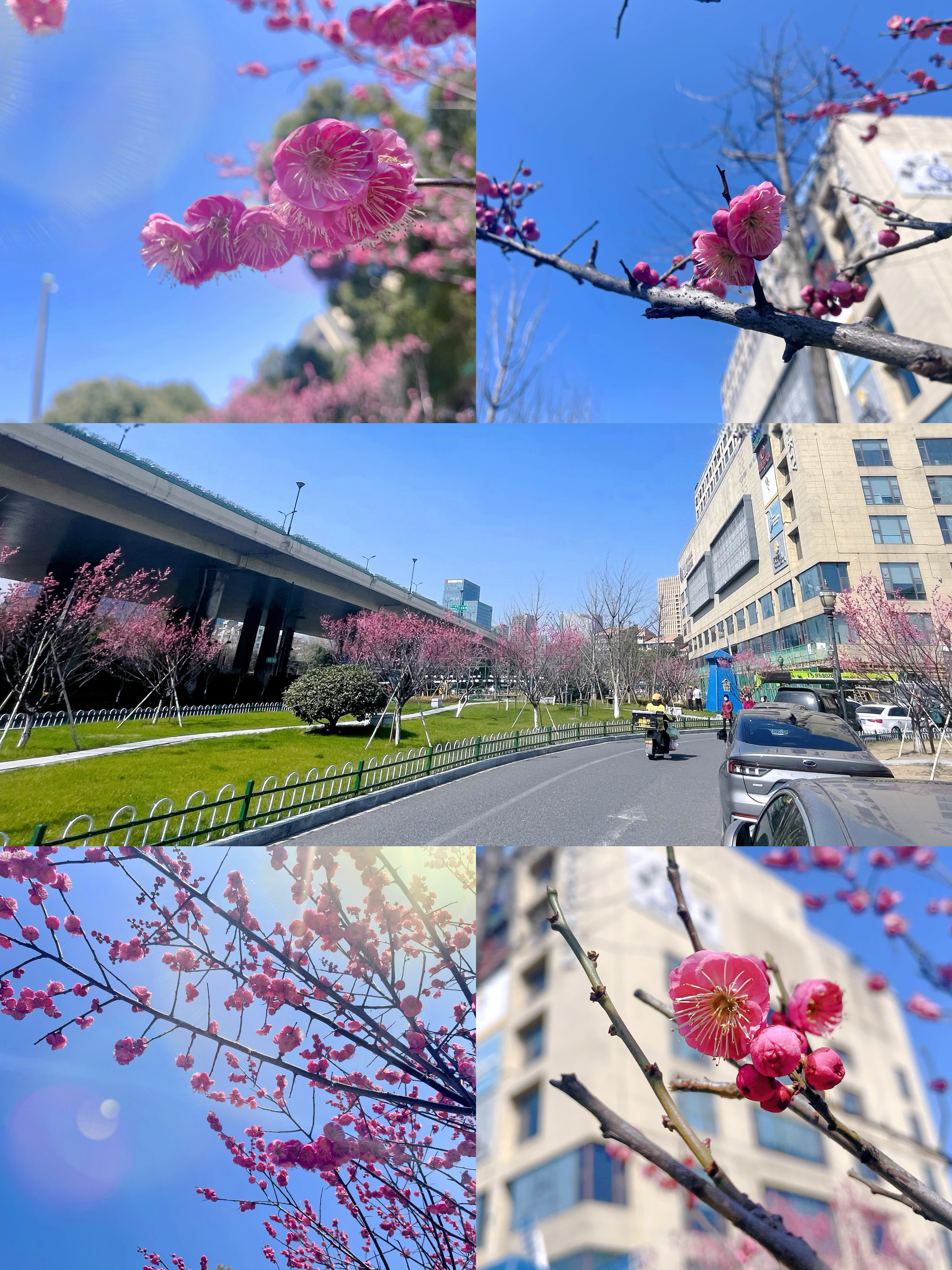 梅花香自苦寒來，向陽開放活力滿