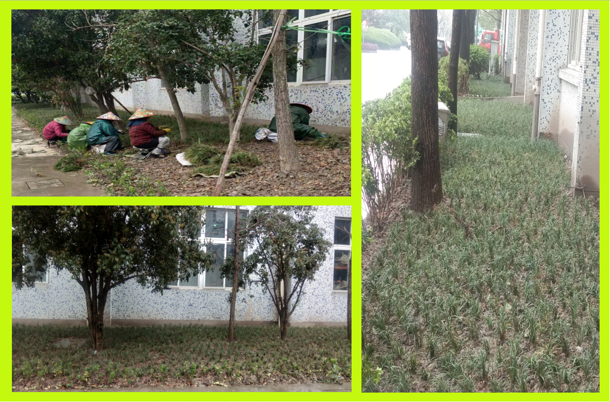 種植綠化，美化壞境