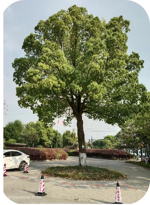 補(bǔ)充營(yíng)養(yǎng)，香樟樹(shù)“打點(diǎn)滴”